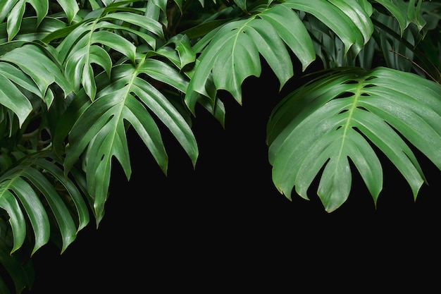 El verde deja Monstera en fondo negro