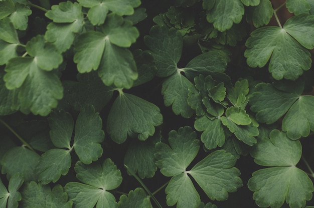 Verde deja a la naturaleza tono verde oscuro.