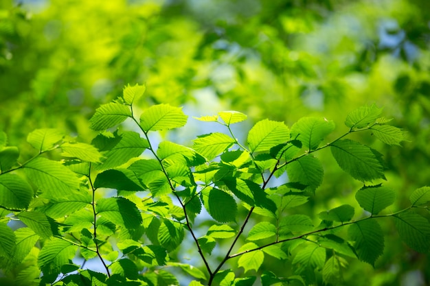 El verde deja la naturaleza