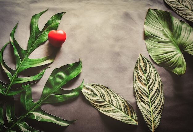 El verde deja la planta que crece y el corazón rojo, la planta tropical.