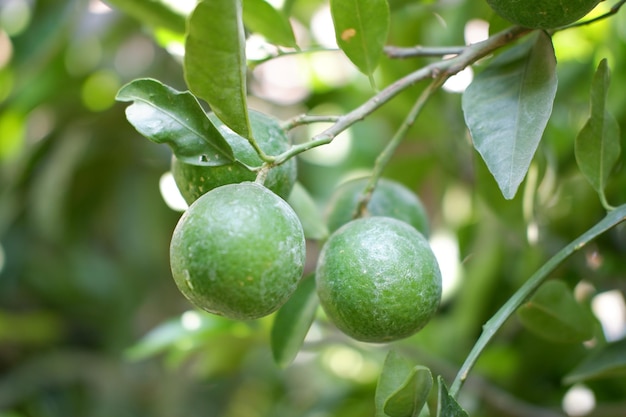 verde y delicioso limón como fondo