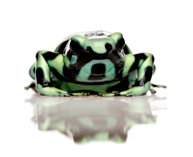 Verde e preto veneno dardo sapo - auratus Dendrobates em um branco isolado