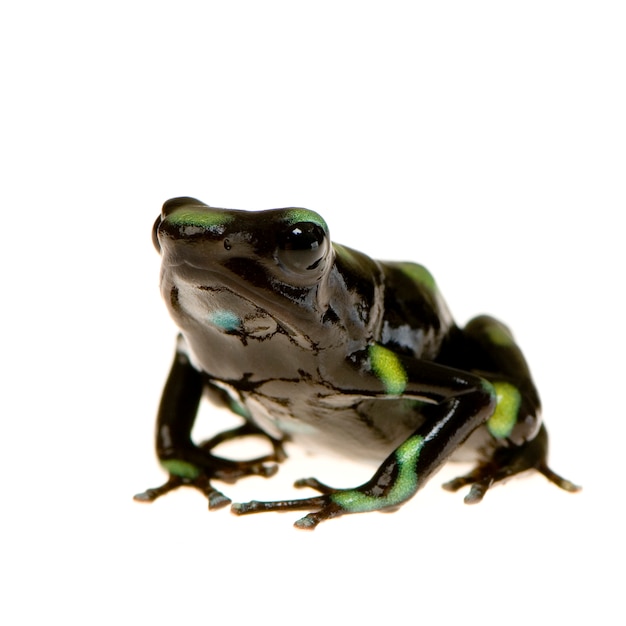 Verde e preto veneno dardo sapo isolado