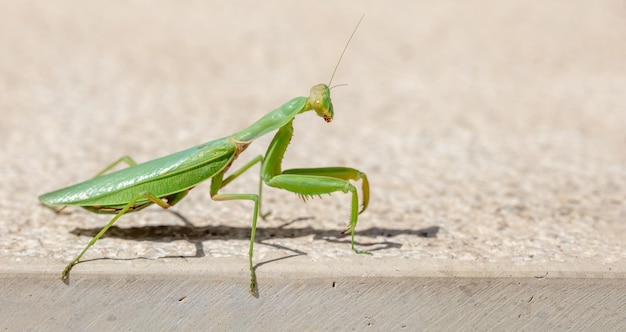 Verde europeo o mantis religiosa Mantis Religiosa contra fondo beige