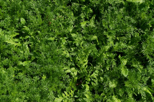 Verde exuberante hoja fondo natural hojas planta patrón o textura