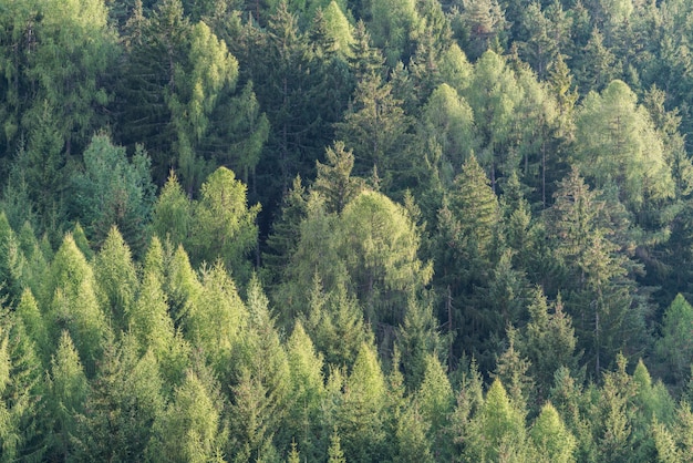 Verde floresta de abeto e pinheiros paisagem.