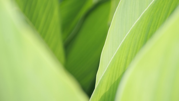 verde folha fundo natureza verde bonito planta folhas borrado macio verde fresco brilhante