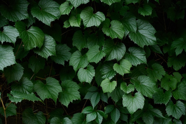 Verde, folhas, padrão, fundo