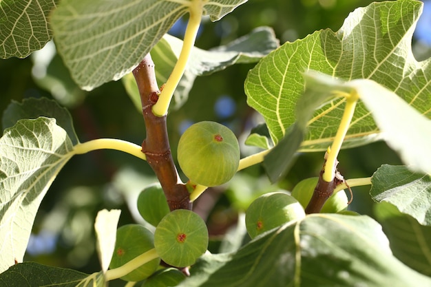 Verde de la fruta del higo que cuelga en una rama entre las hojas.