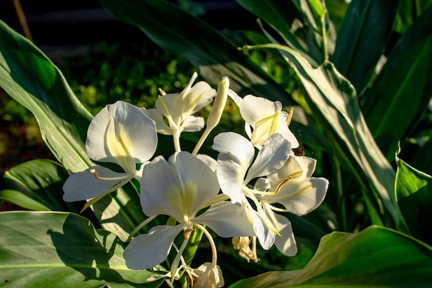 El verde hermoso del fondo de las flores blancas se va en el jardín.