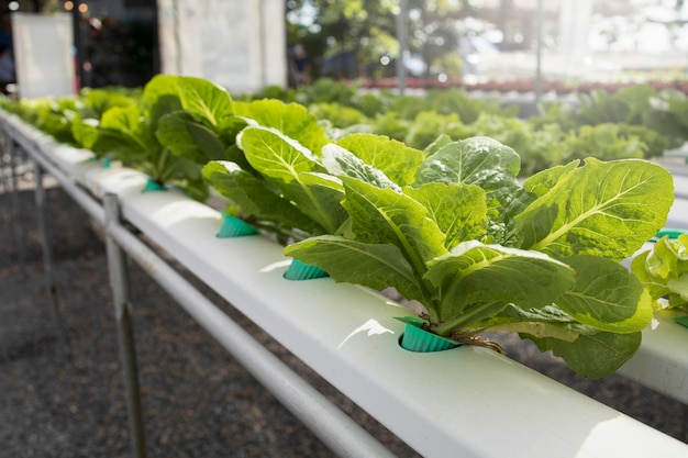 Verde hidropónico vegetal cos crecer agricultura mercado de alimentos de materias primas