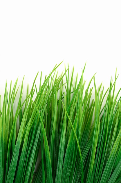 Foto verde hierba fresca en un espacio aislado.