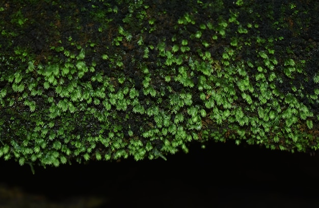 verde hoja verde naturaleza