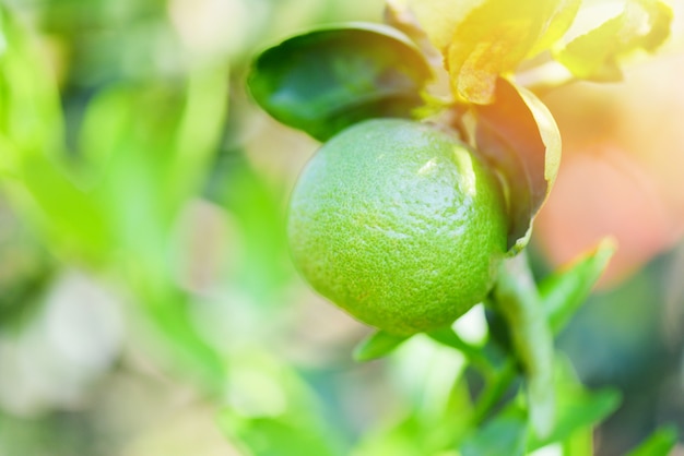 Verde limão em uma árvore no fundo desfocado