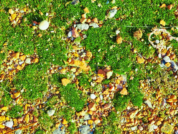 Verde musgo em pedras laranja. close-up, vista superior