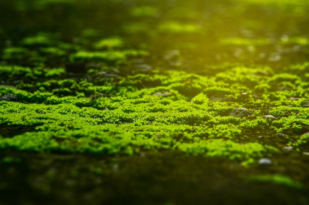 Verde musgo con fondo de la luz del sol.