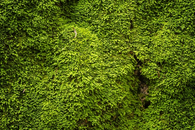 Foto verde musgo en la naturaleza