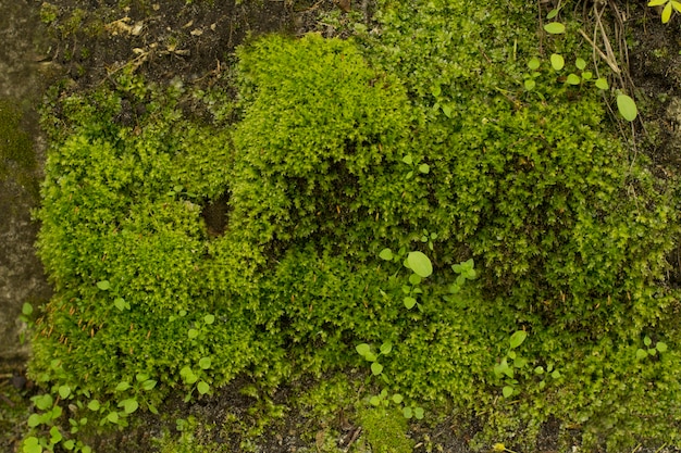 Verde musgo y piedra cubierta de hierba en el bosque