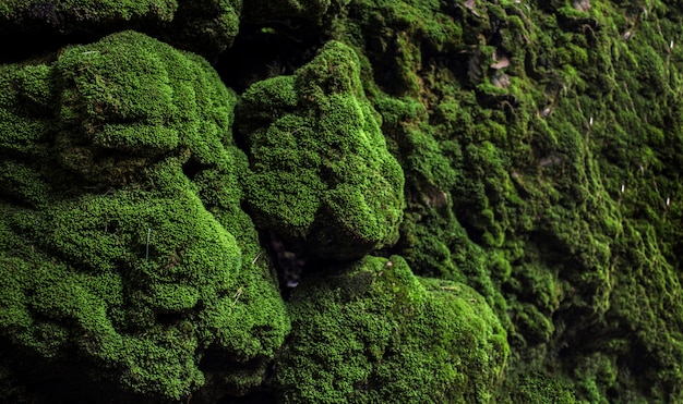 Verde musgo en piedra en la selva tropical