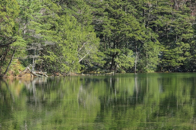 El verde natural deja el bosque del árbol con la reflexión en la charca de Myojin.