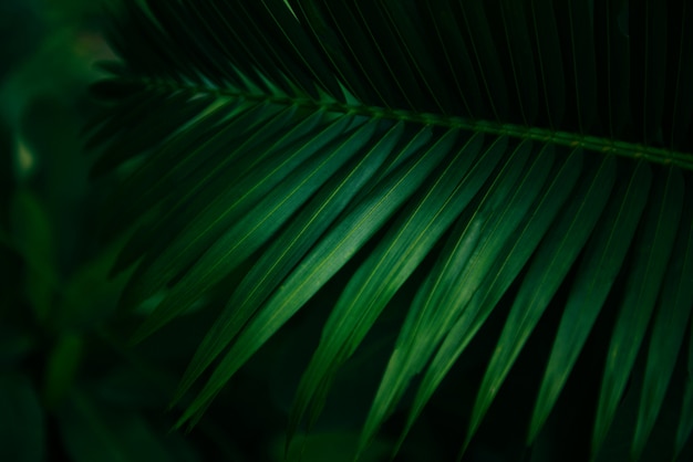 Verde natural de las hojas de palma - Hoja hermosa en la selva tropical de la planta del bosque