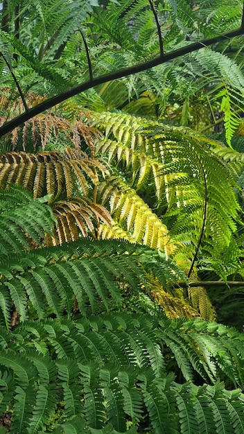 verde naturaleza hoja fondo fresco