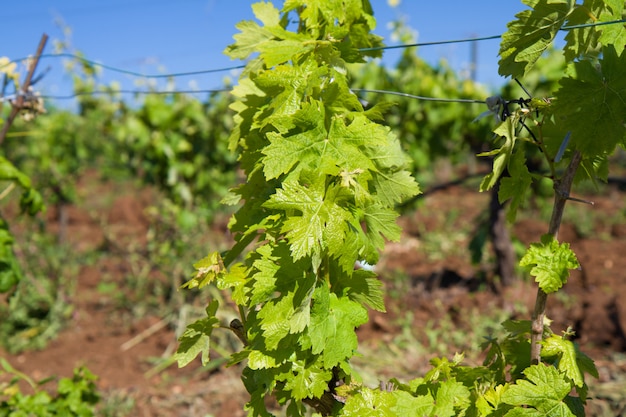 Verde nuevo viñedo fresco con cielo azul