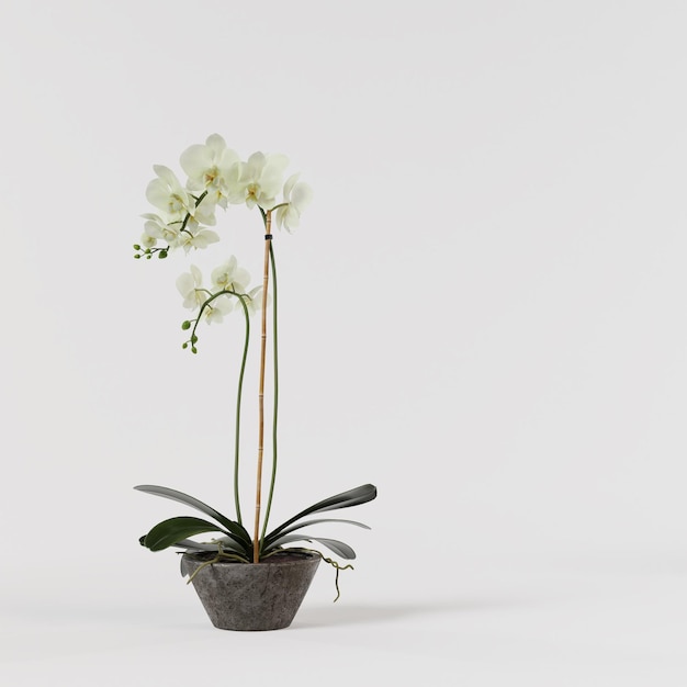 Verde orquídea decorativa en maceta de hormigón aislado sobre fondo blanco.