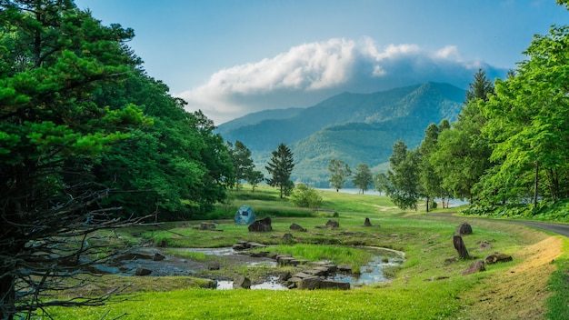 Verde paisaje natural