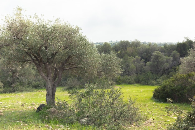 Verde, parques, floresta, campo, e, árvore