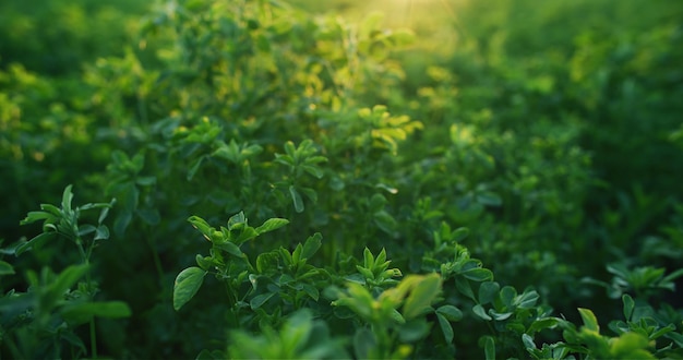 verde primavera naturaleza alfalfa cultivo de forraje alfalfa