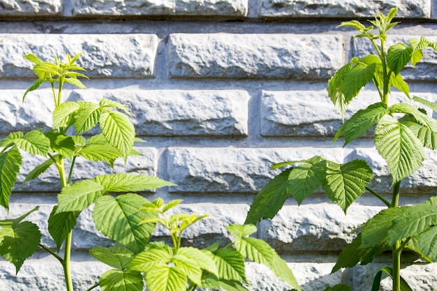 Foto verde ramas en un fondo de pared de ladrillo