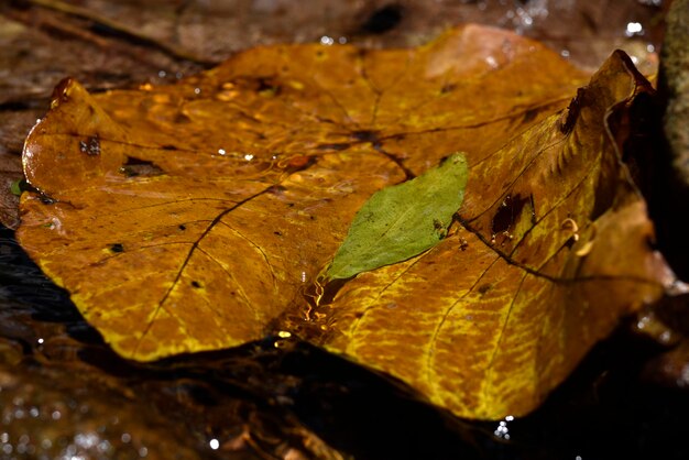 Un verde sobre una naranja está flotando en la superficie del agua