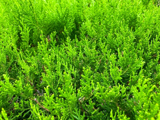 Verde Thuja Hedge Tileable Textura Sem Costura