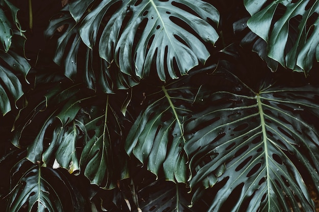 El verde tropical deja el fondo, hoja de Monstera Deliciosa en la pared con el tono oscuro, fondo del concepto del modelo de la selva, cierre para arriba. Hojas verdes de Monstera philodendron planta que crece en estado silvestre.