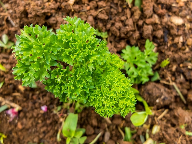 Foto verde de zanahoria en el suelo marrón