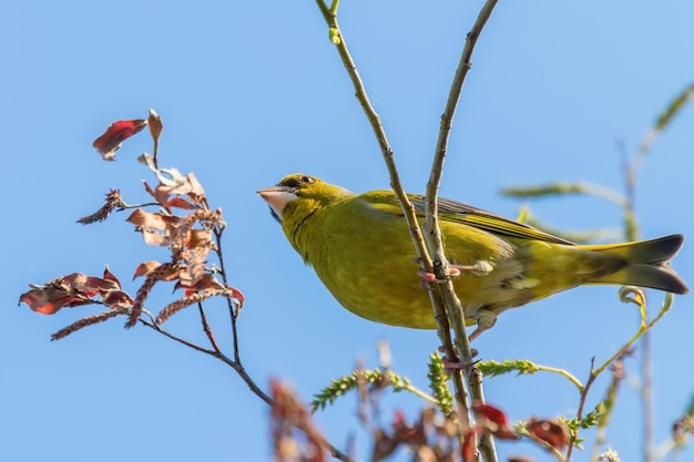 Verderón (Carduelis chloris) posado en el árbol