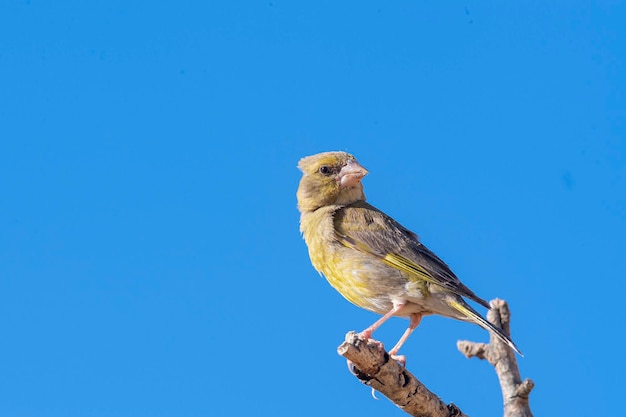 Verderón europeo o verderón Chloris chloris Málaga España