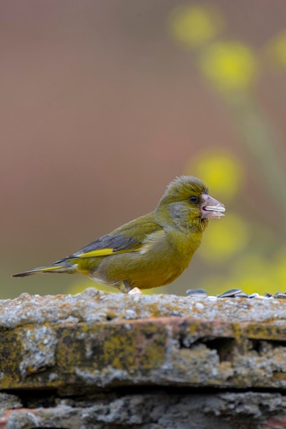 Verderón europeo o verderón Chloris chloris Málaga España