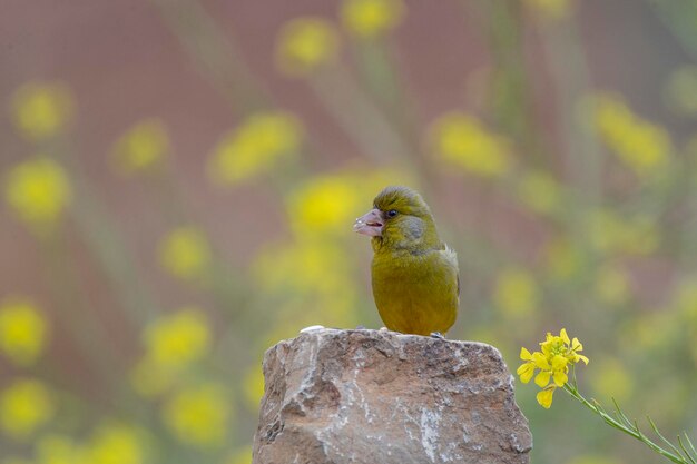 Verderón europeo o verderón Chloris chloris Málaga España