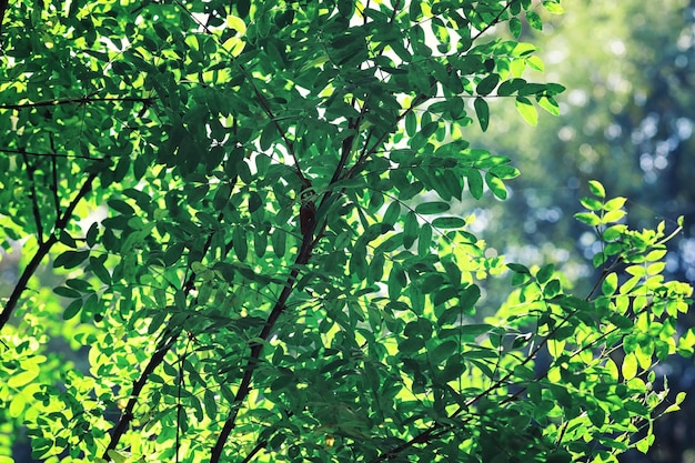 Verdes brilhantes de primavera ao amanhecer na floresta. A natureza ganha vida no início da primavera.