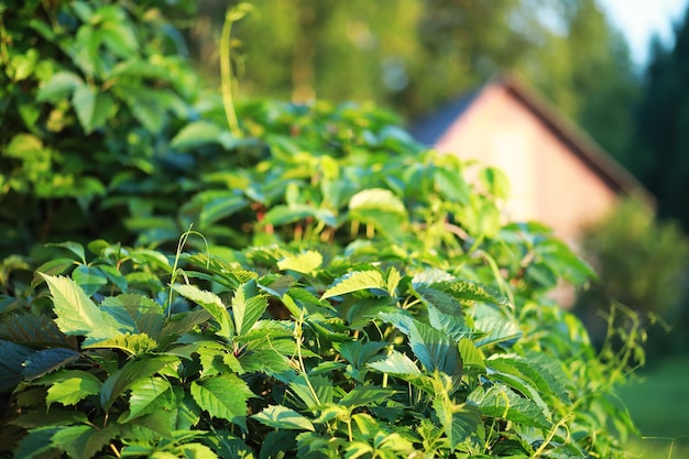 Verdes brilhantes de primavera ao amanhecer na floresta. A natureza ganha vida no início da primavera.