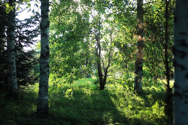 Verdes brilhantes de primavera ao amanhecer na floresta. a natureza ganha vida no início da primavera.