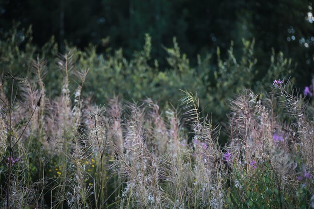 Verdes brillantes de primavera al amanecer en el bosque. La naturaleza cobra vida a principios de la primavera.