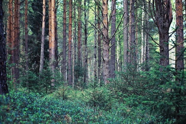 Verdes brillantes de primavera al amanecer en el bosque. La naturaleza cobra vida a principios de la primavera.