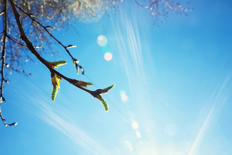 Foto verdes brillantes de primavera al amanecer en el bosque. la naturaleza cobra vida a principios de la primavera.