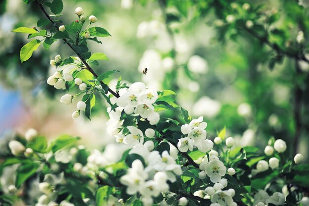 Verdes brillantes de primavera al amanecer en el bosque. La naturaleza cobra vida a principios de la primavera.