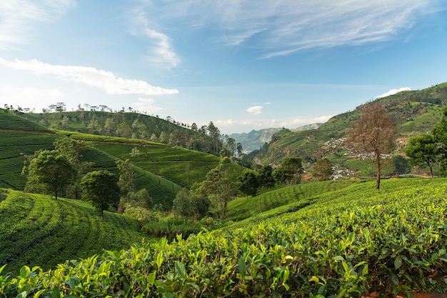 Verdes colinas de campos de té, paisaje de la región montañosa de Nuwara Eliya, Sri Lanka.