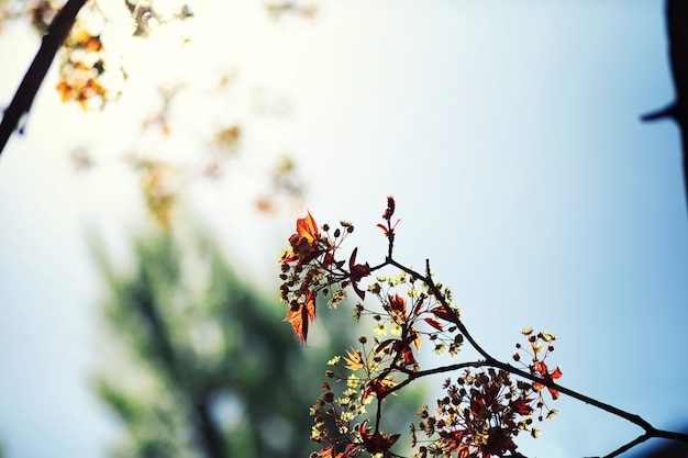 Verdes de primavera ao amanhecer na floresta. A natureza ganha vida no início da primavera.