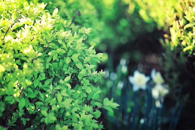 Verdes de primavera ao amanhecer na floresta. a natureza ganha vida no início da primavera.